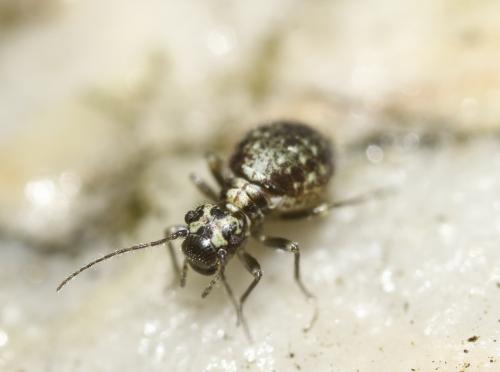 Réf. 295 040 : Mesopsocus sp.
